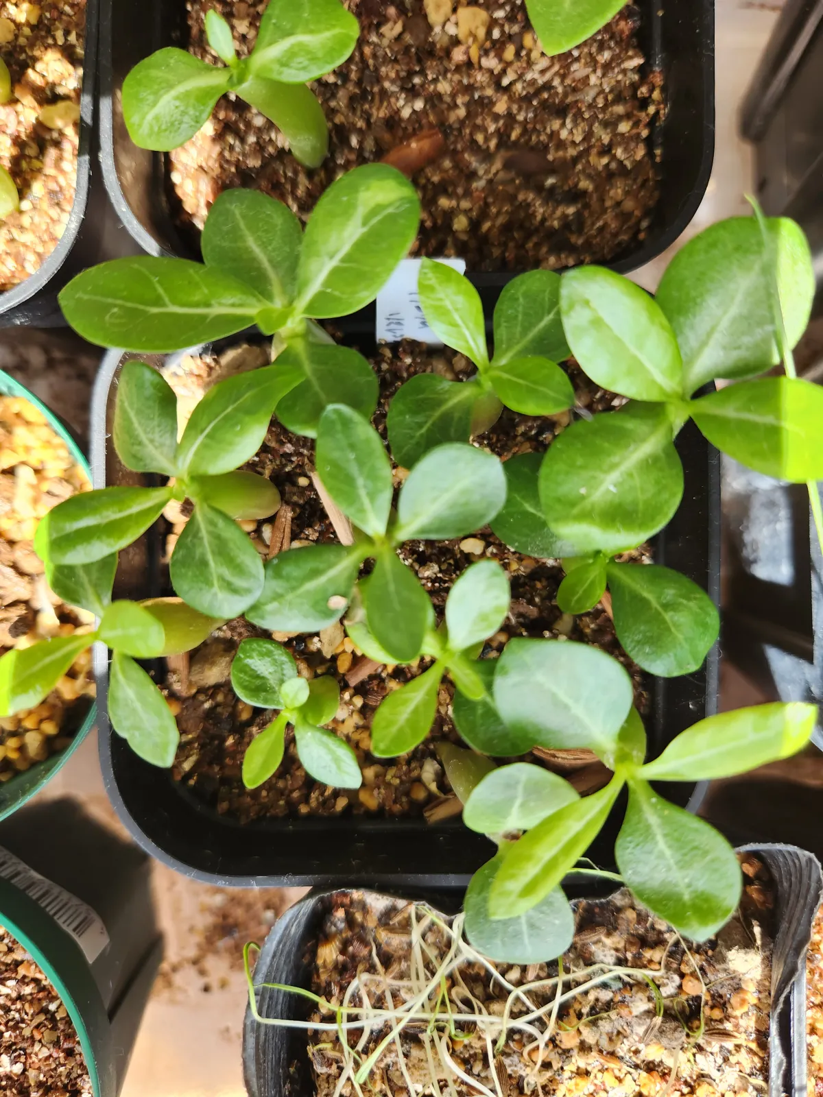 Adenium somalens (アデニウム ソマレンセ)