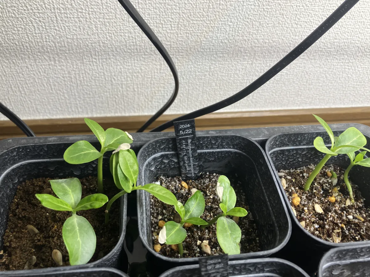 Pachypodium rutenbergianum var. rutenbergianum (パキポディウム ルテンベルギアナム)