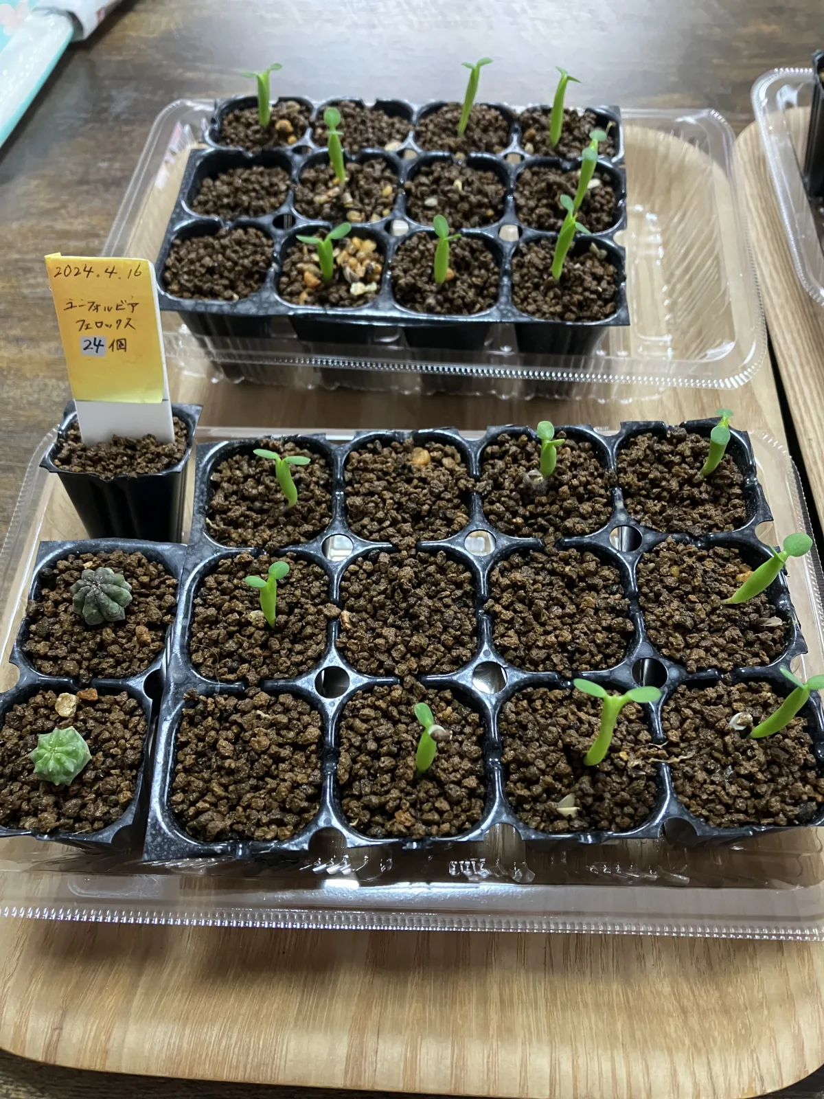 Euphorbia ferox (ユーフォルビア フェロックス)