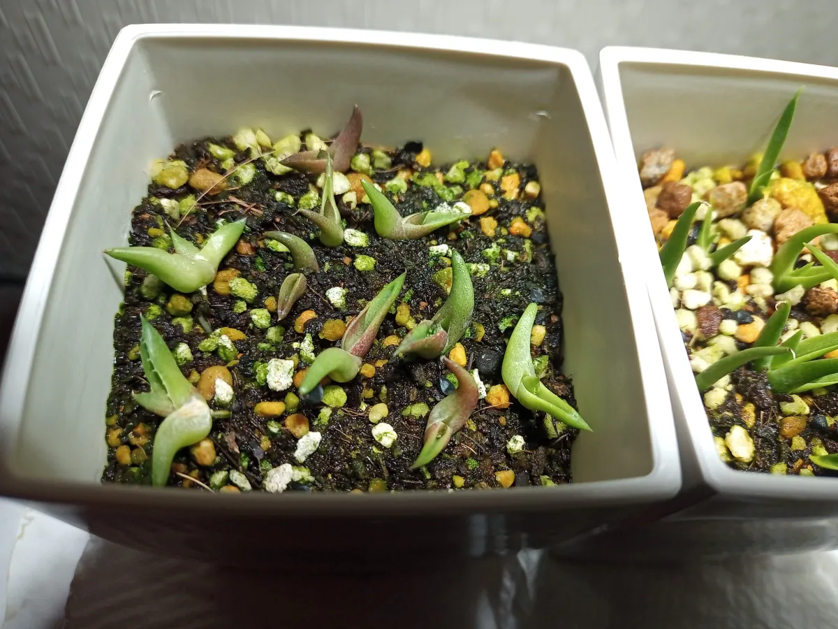 Agave titanota Blue Lot. (アガベ チタノタブルー)