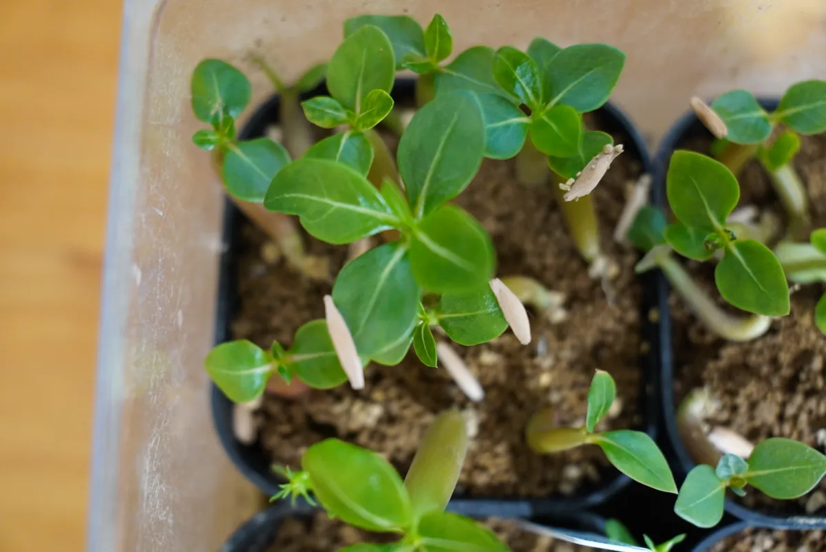 YLB Adenium arabicum Yak Lop Buri (アデニウム アラビカム)