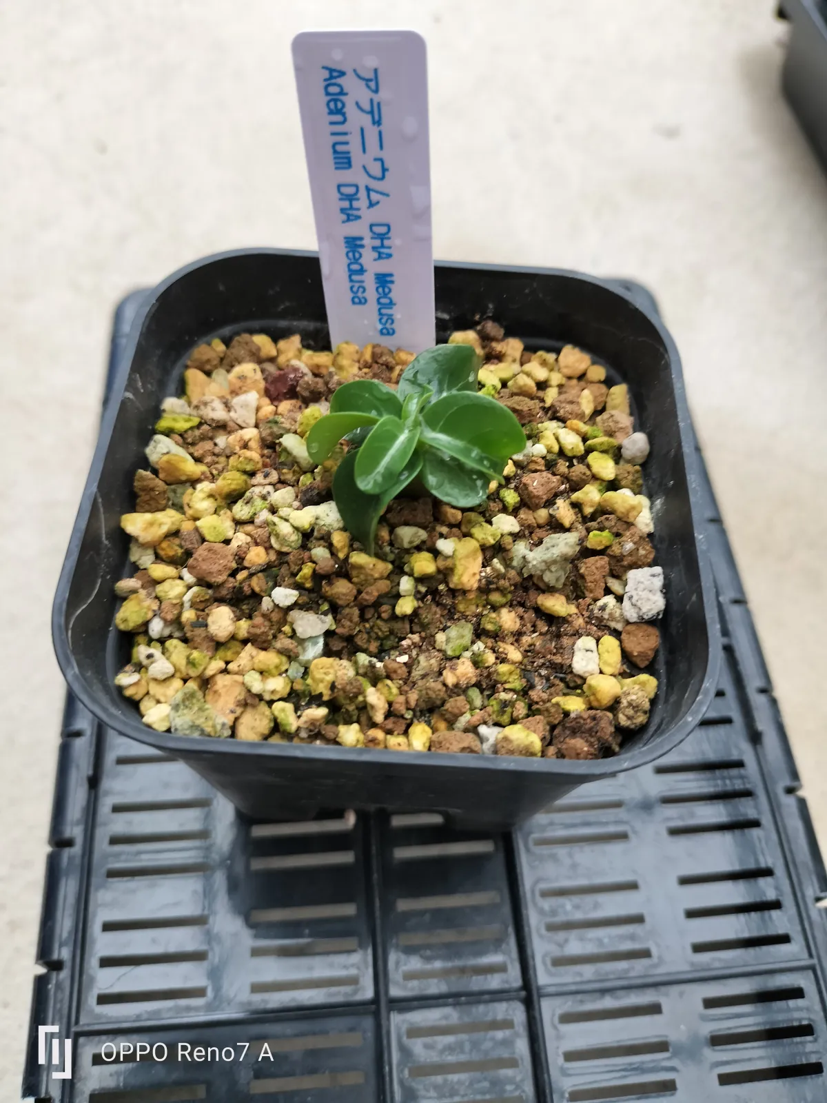 DHA Medusa Adenium DHA Medusa (アデニウム)