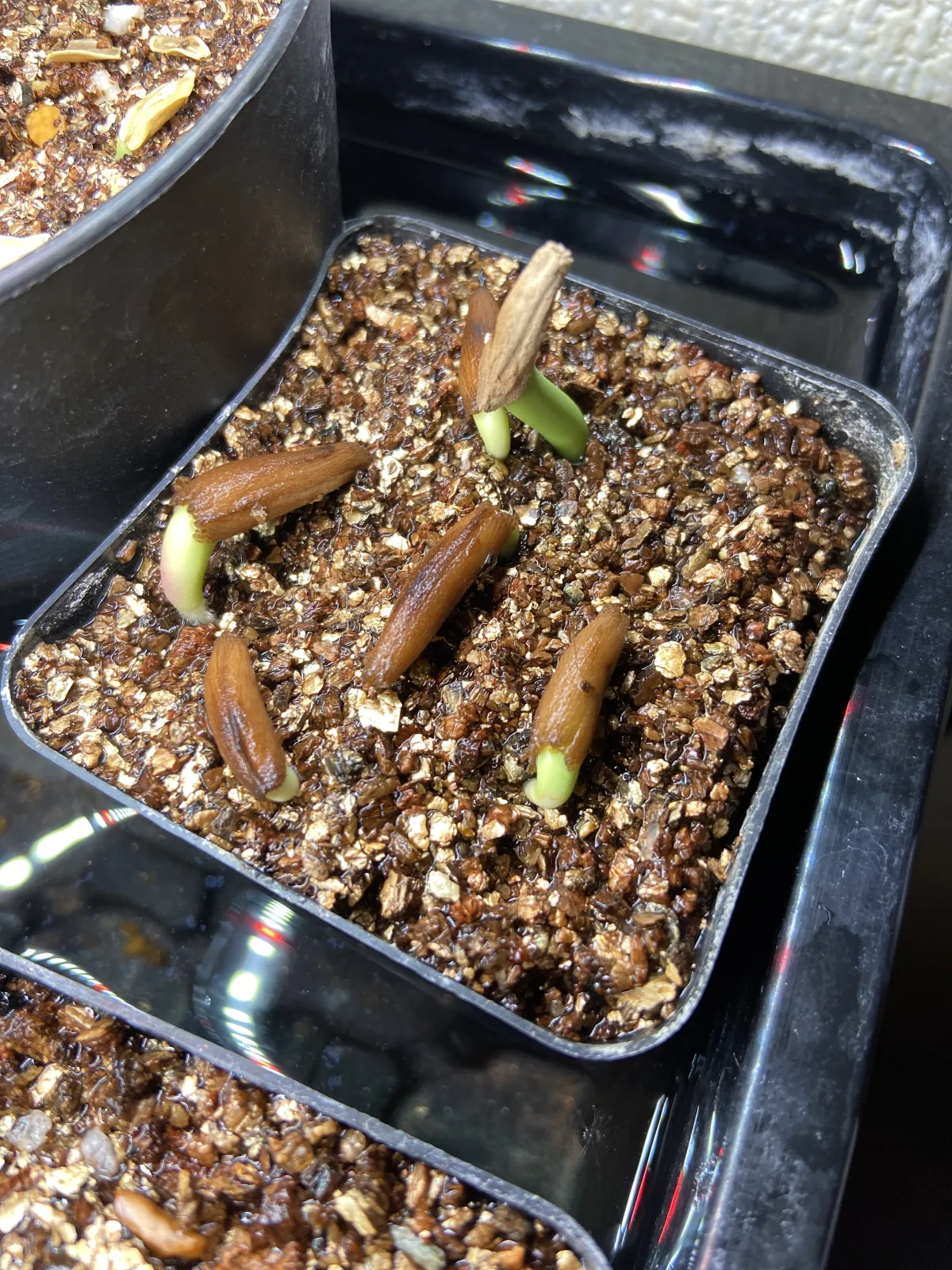 PNW Adenium arabicum phet na wang (アデニウム アラビカム)