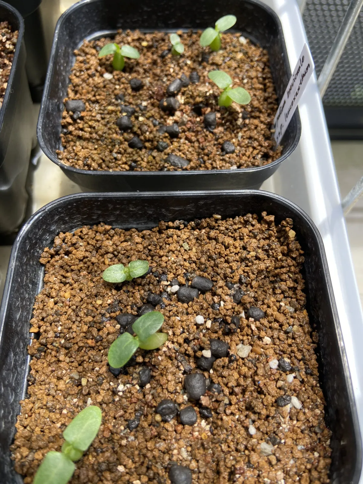 Pachypodium brevicaule subsp. leucoxanthum (パキポディウム レウコキサンツム)
