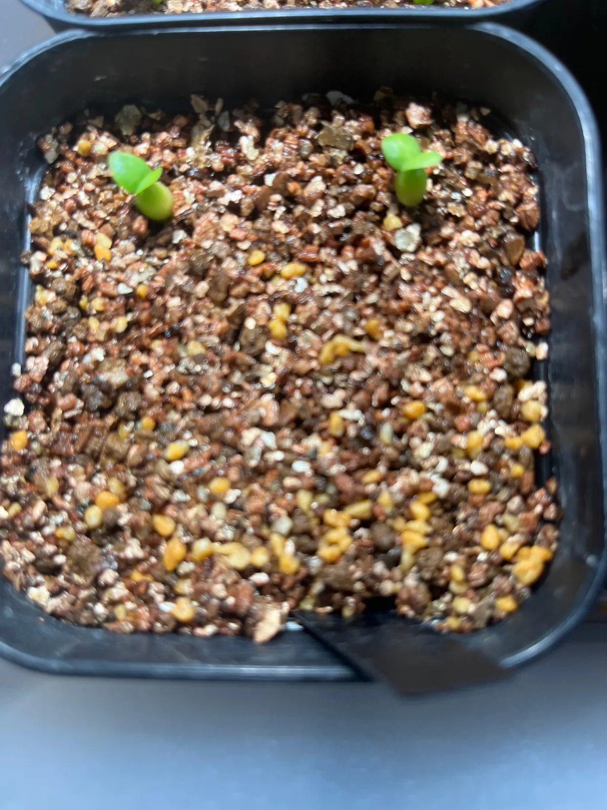 Pachypodium succulentum (パキポディウム サキュレンタム)