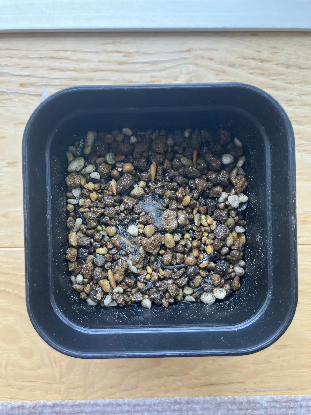 Pachypodium rosulatum var. gracilius ([無料種子] 発芽難 パキポディウム グラキリス　)