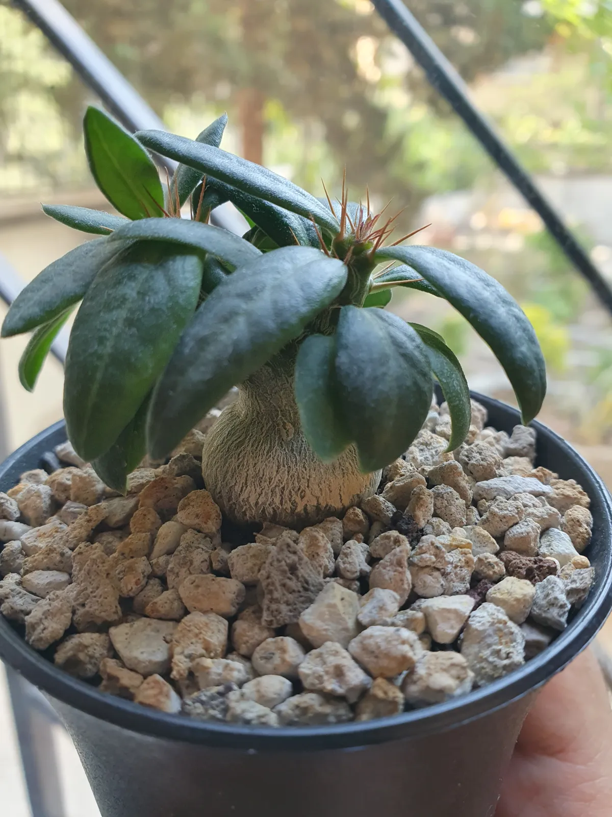 Pachypodium succulentum (パキポディウム サキュレンタム)
