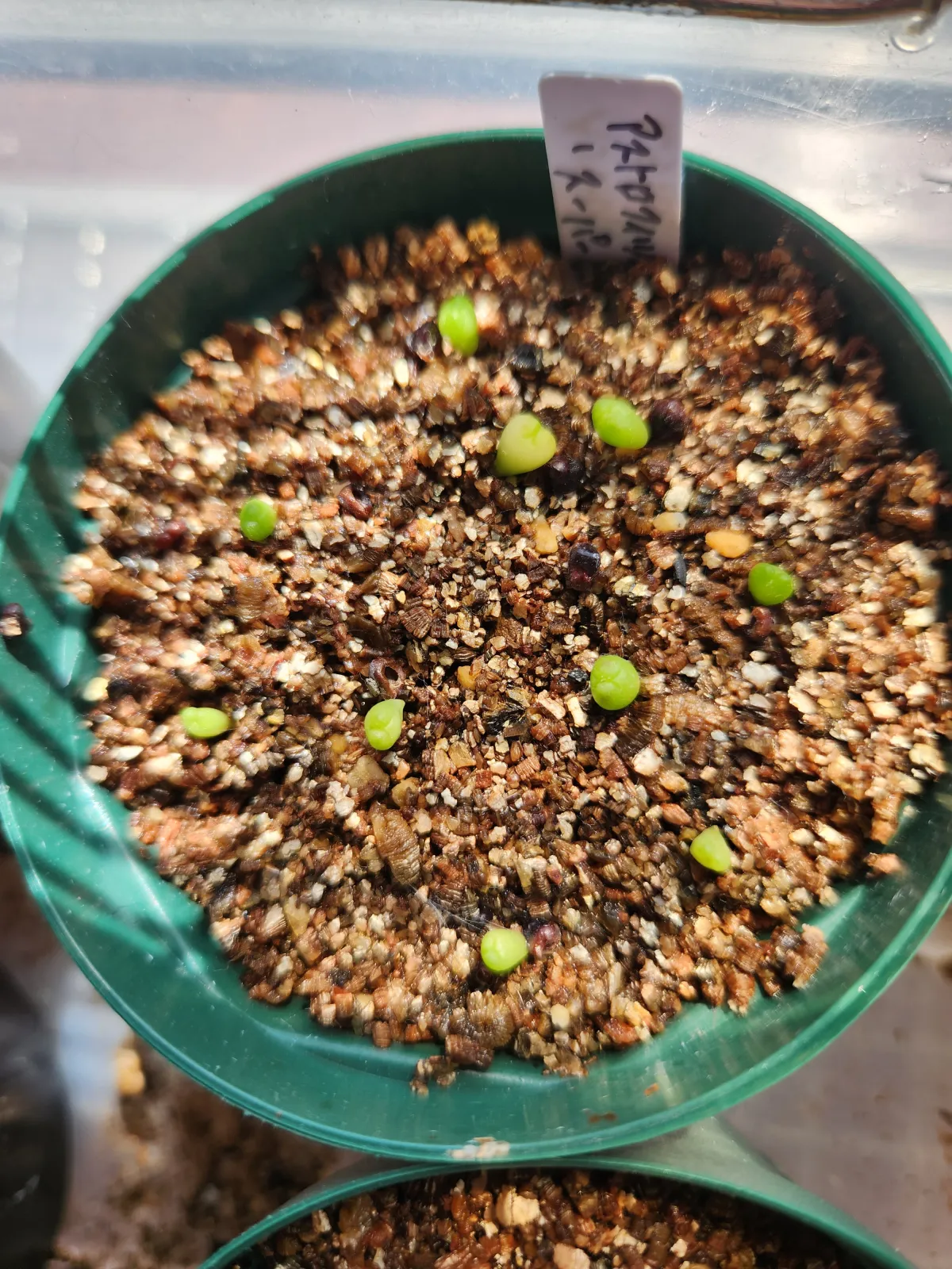 Astrophytum asterias cv. Super kabuto (アストロフィツム スーパー兜)