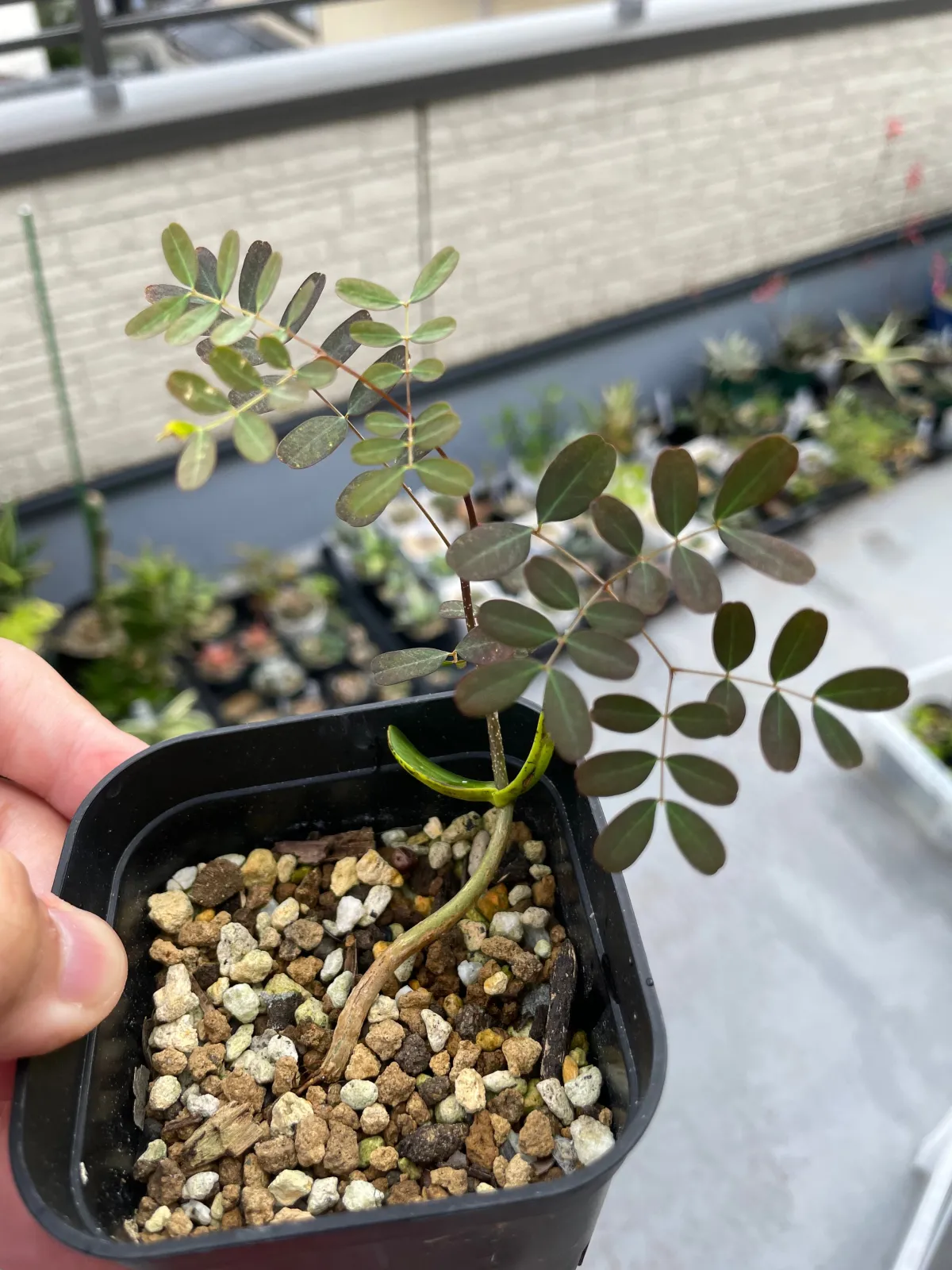 Delonix decaryi (デロニクス デカリー)