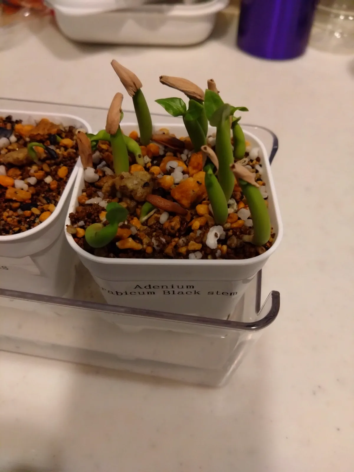 Adenium arabicum Black stem (アデニウム アラビカム ブラックステム)