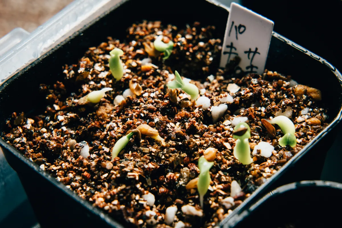 Pachypodium succulentum (パキポディウム サキュレンタム)
