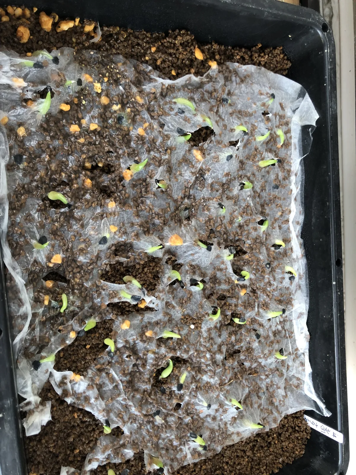 Agave titanota Blue Lot. (アガベ チタノタブルー)