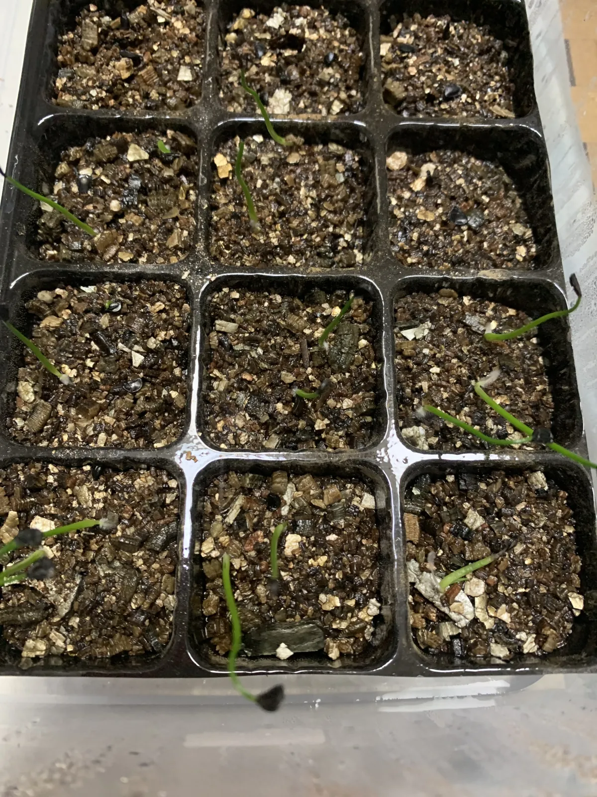 Agave gracielae (アガベ グラシエラエ)