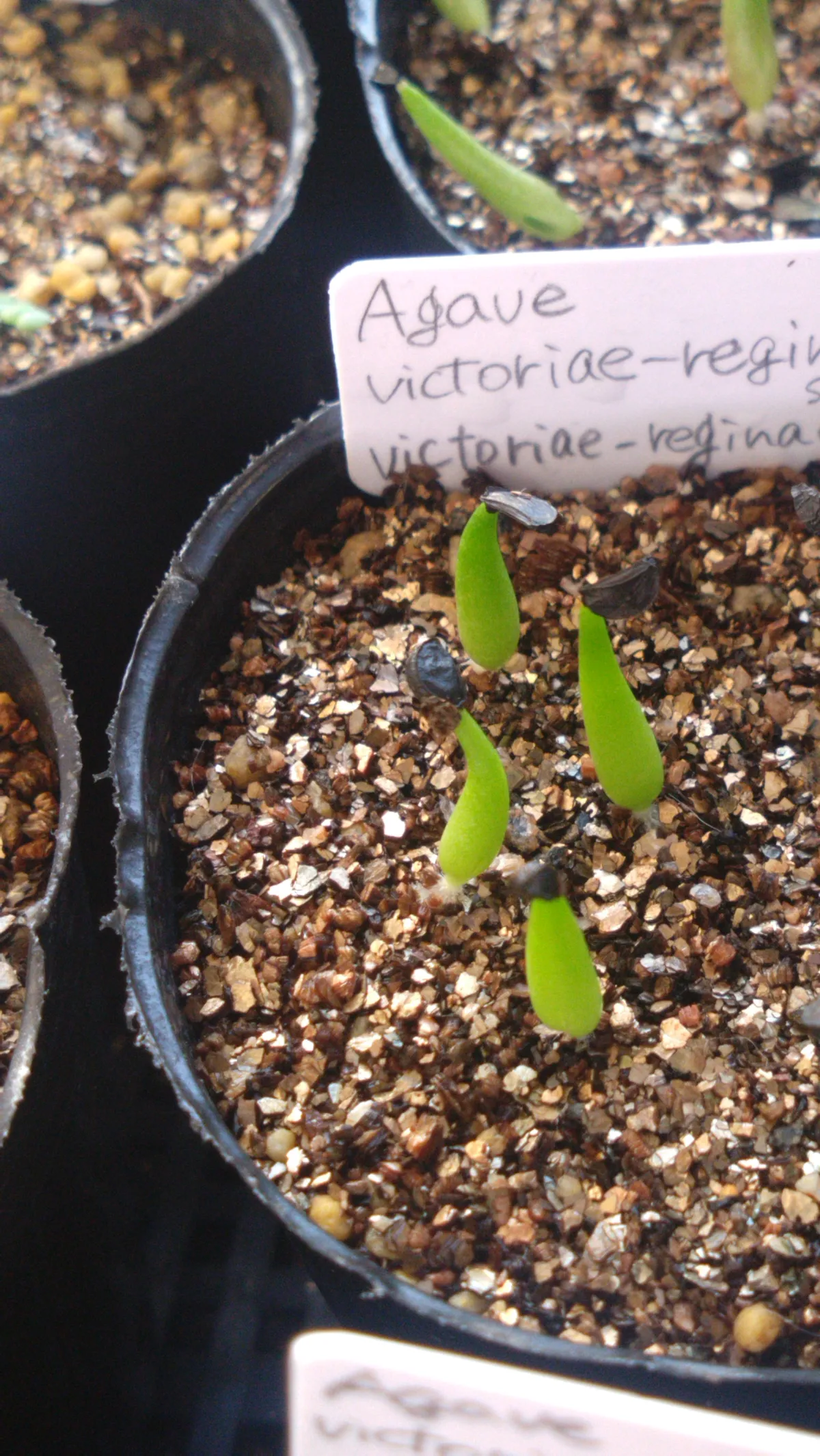 Agave victoriae-reginae ssp. victoriae-reginae (アガベ ビクトリアレジーナエ 笹の雪)