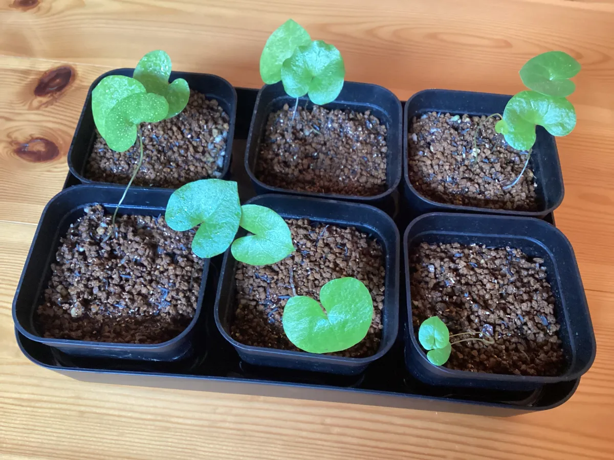 Dioscorea elephantipes (ディオスコレア エレファンティペス)