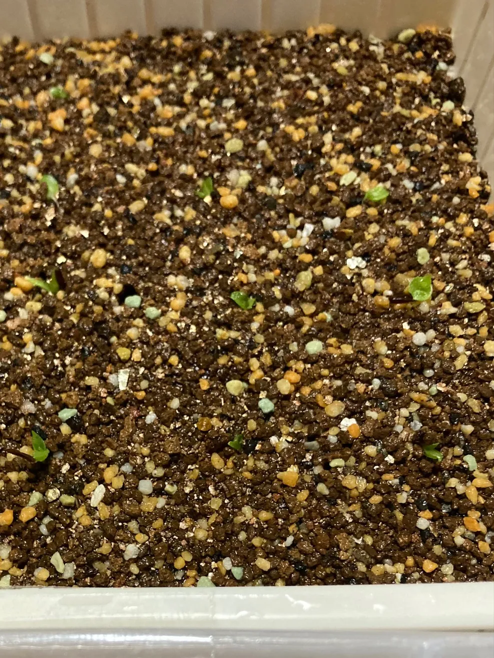 Hechtia texensis (ヘクチア テクセンシス)