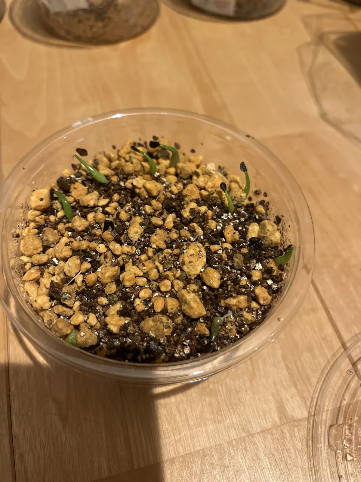 Agave titanota Blue Lot. (アガベ チタノタブルー)