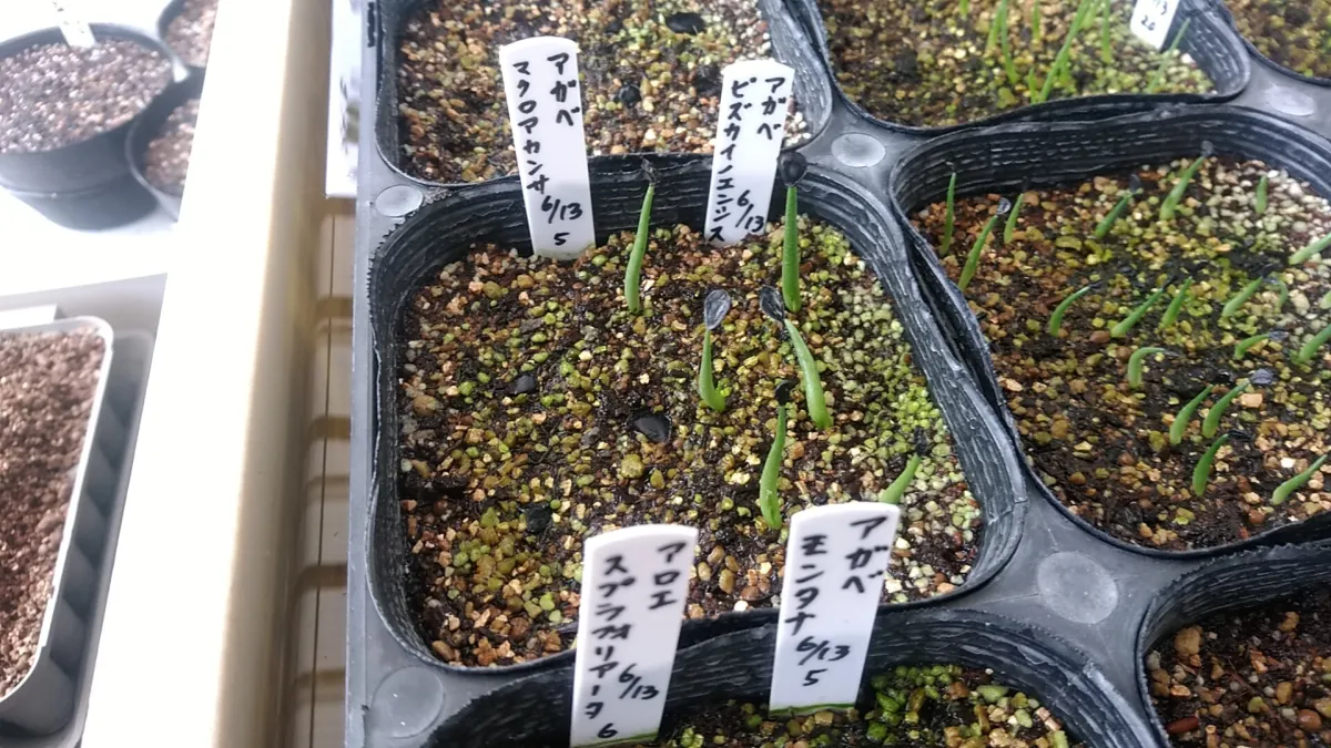 Agave macroacantha (アガベ マクロアカンサ)