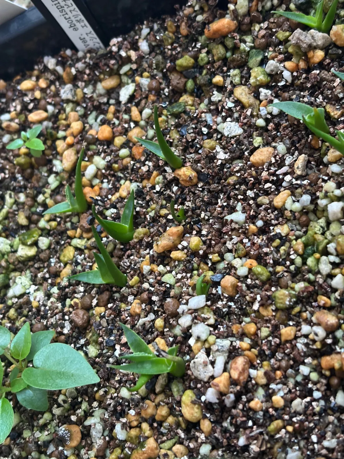 Agave utahensis var. eborispina Vegas (アガベ エボリスピナ ヴェガス)