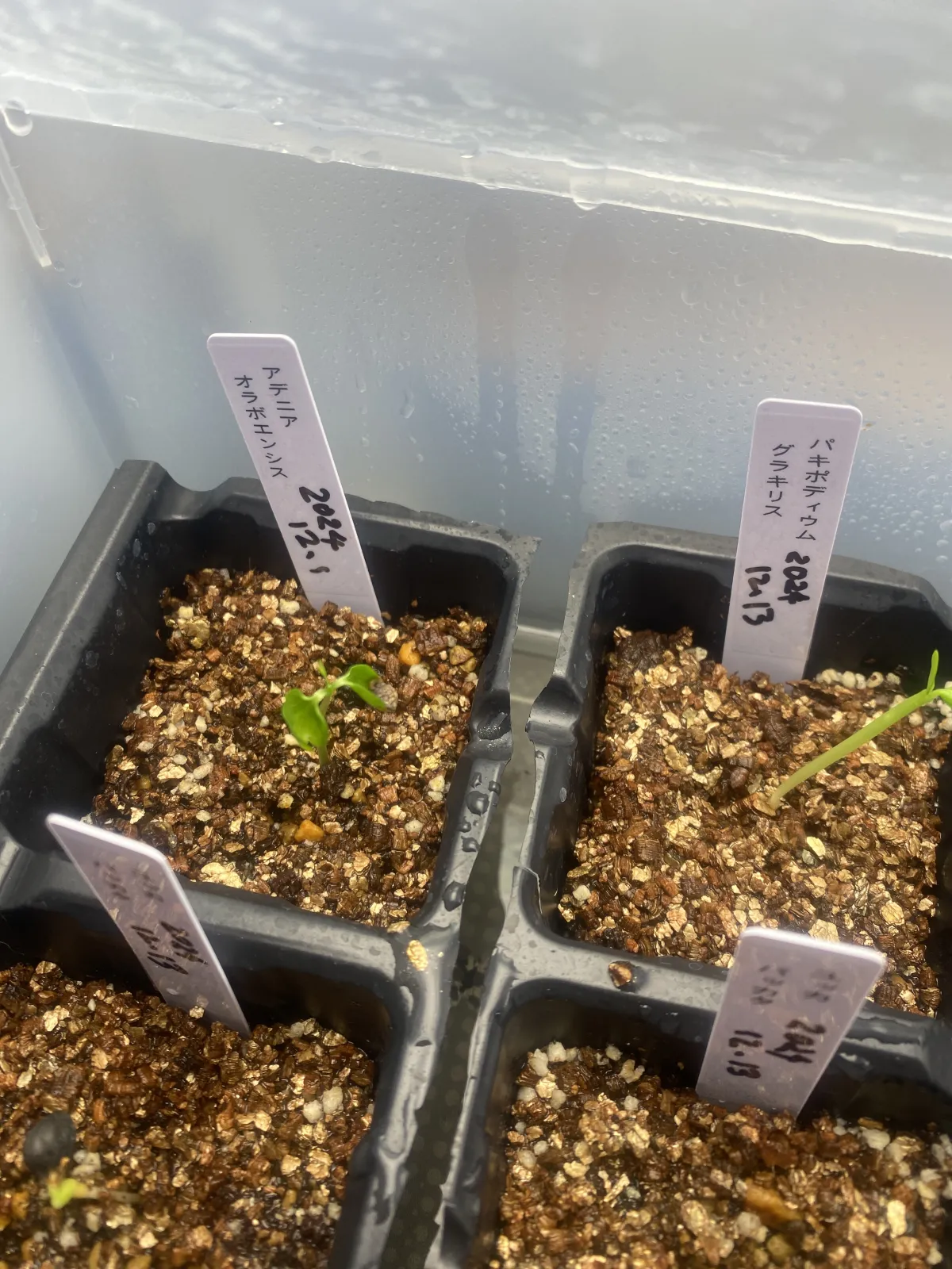 Adenia olaboensis ([発芽チャレンジ] アデニア オラボエンシス)