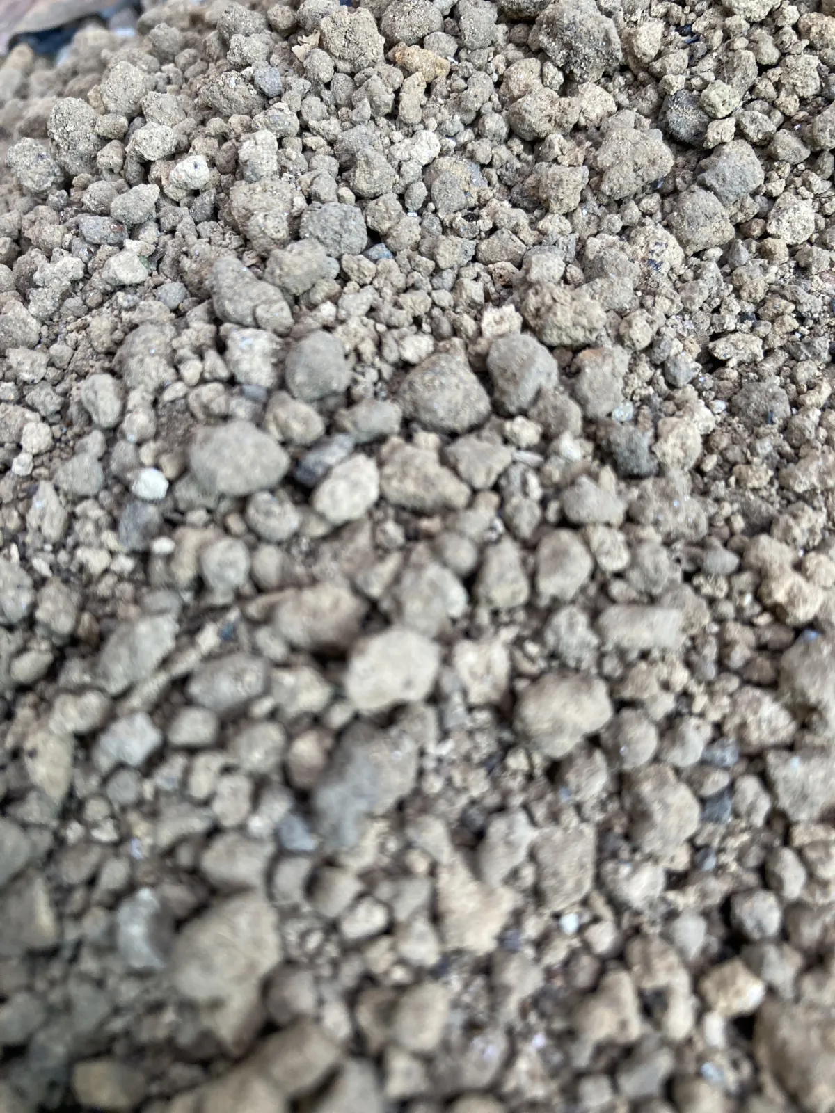 Dioscorea elephantipes (ディオスコレア エレファンティペス)