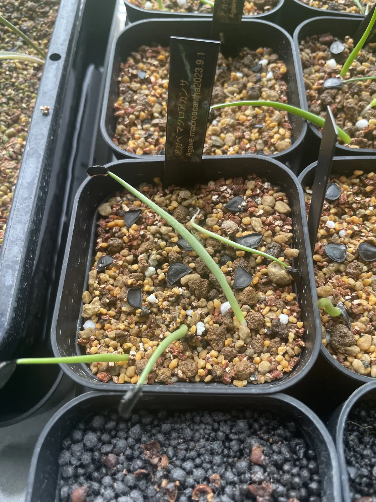 Agave macroacantha (アガベ マクロアカンサ)