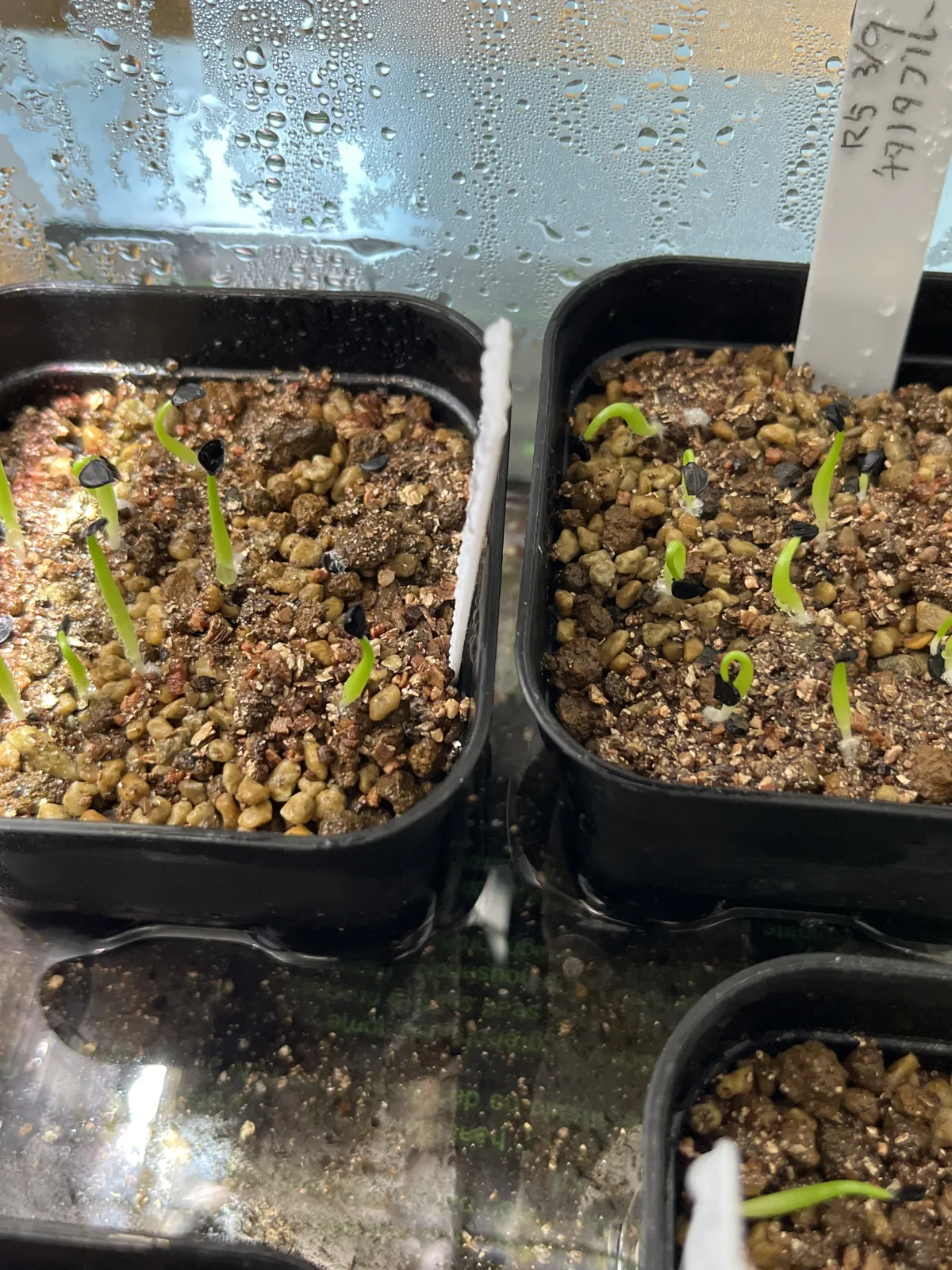 Agave titanota Blue Lot. (アガベ チタノタブルー)