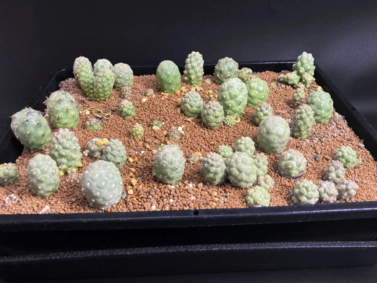 Tephrocactus geometricus (テフロカクタス ゲオメトリクス)