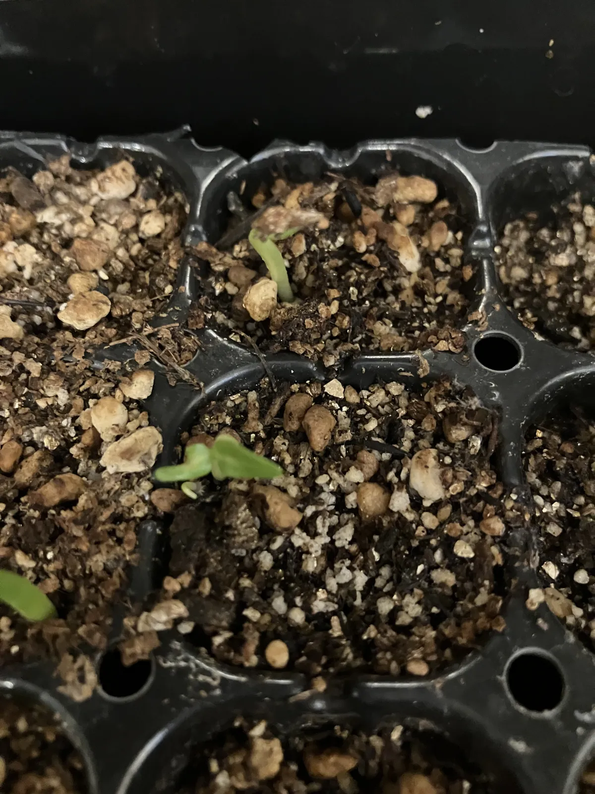 Pachypodium rosulatum ssp. cactipes (パキポディウム カクチペス)