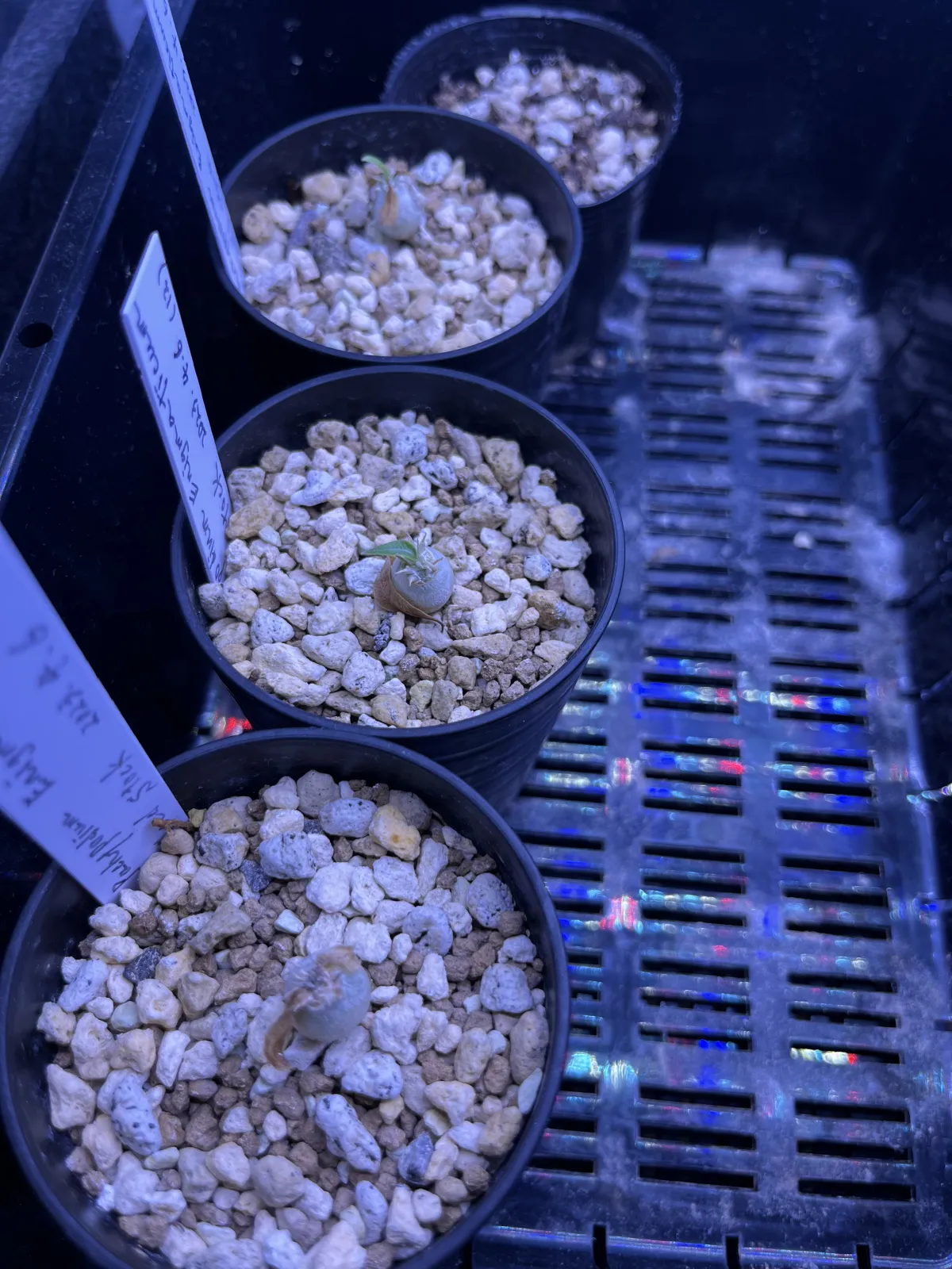 Pachypodium enigmaticum (パキポディウム エニグマチカム)