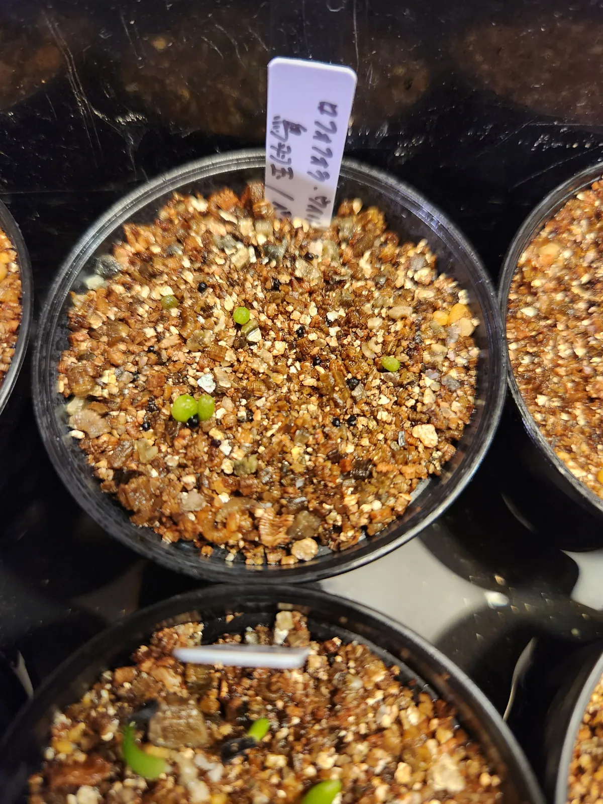 Lophophora williamsii (ロフォフォラ 鳥羽玉)