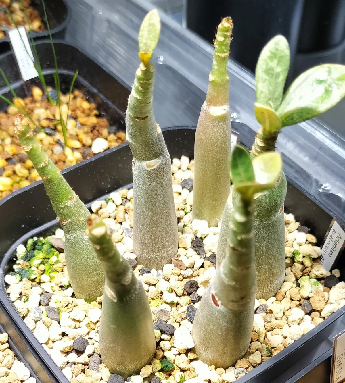 Adenium arabicum Alien (アデニウム エイリアン)