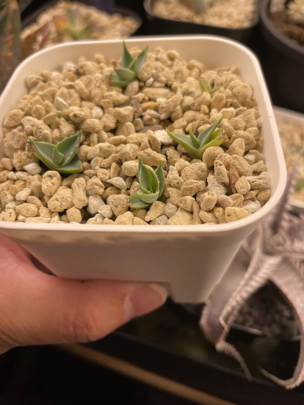 Agave utahensis var. eborispina Corkscrew (アガベ ユタエンシスコークスクリュー)