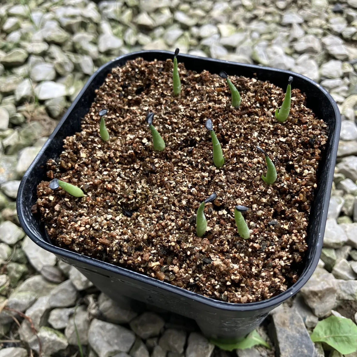 Agave victoriae-reginae ssp. victoriae-reginae (アガベ ビクトリアレジーナエ 笹の雪)
