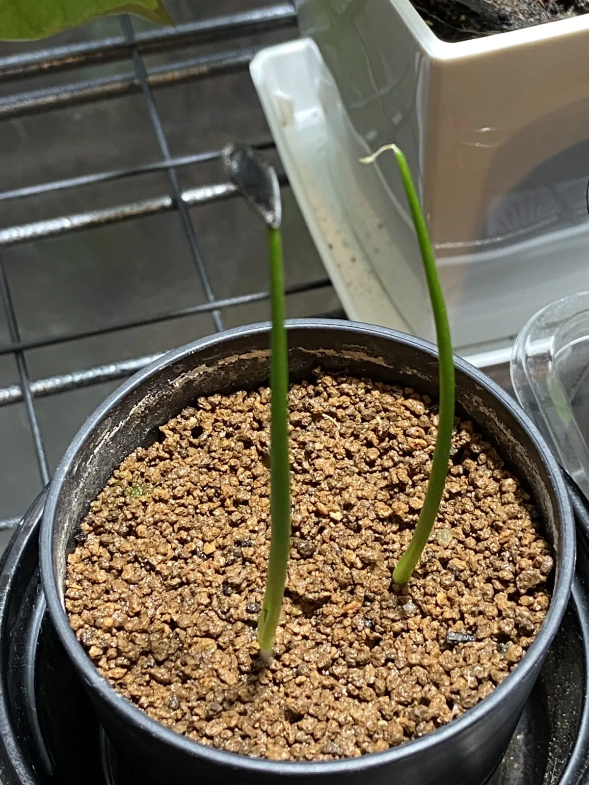 Agave mapisaga (アガベ マピサガ)