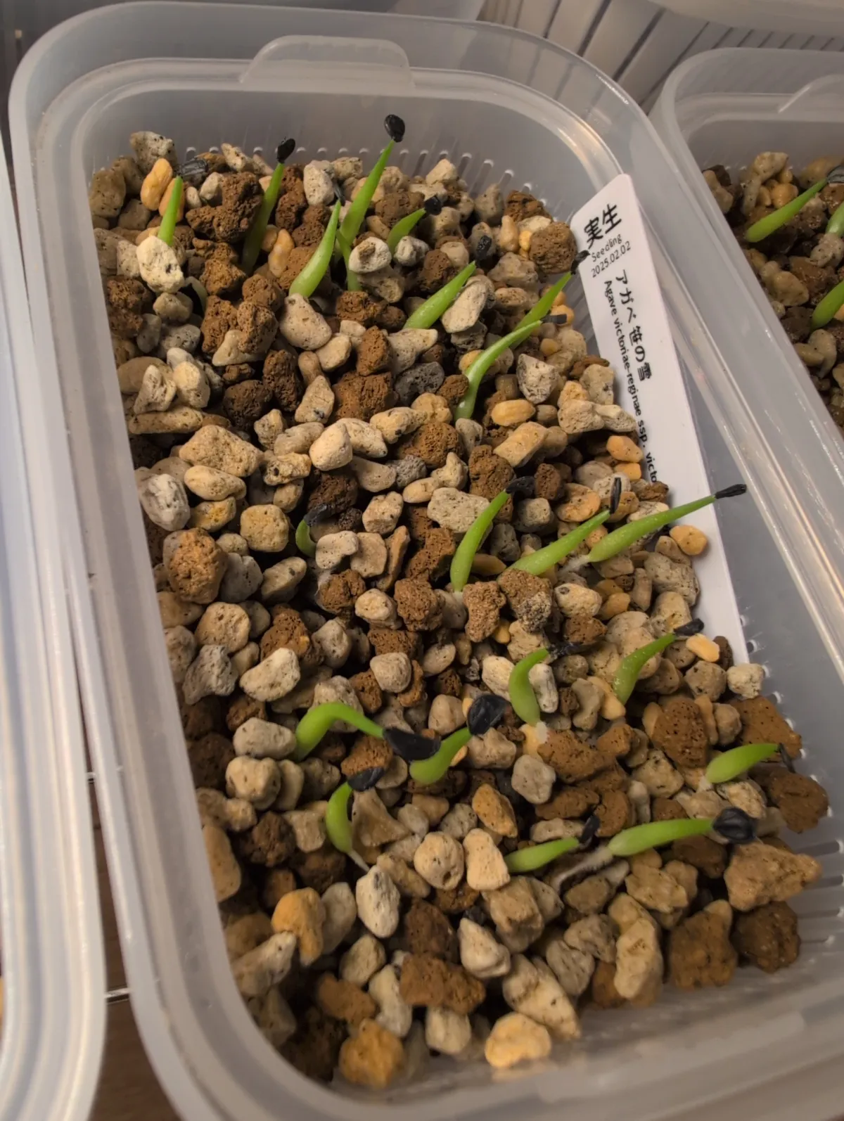 Agave victoriae-reginae ssp. victoriae-reginae (アガベ ビクトリアレジーナエ 笹の雪)