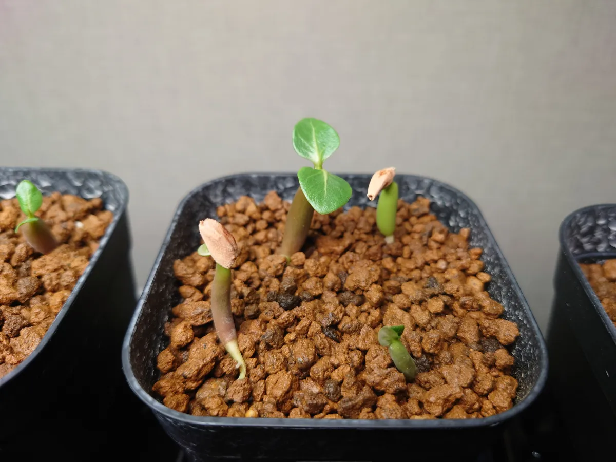 PNW Adenium arabicum phet na wang (アデニウム アラビカム)