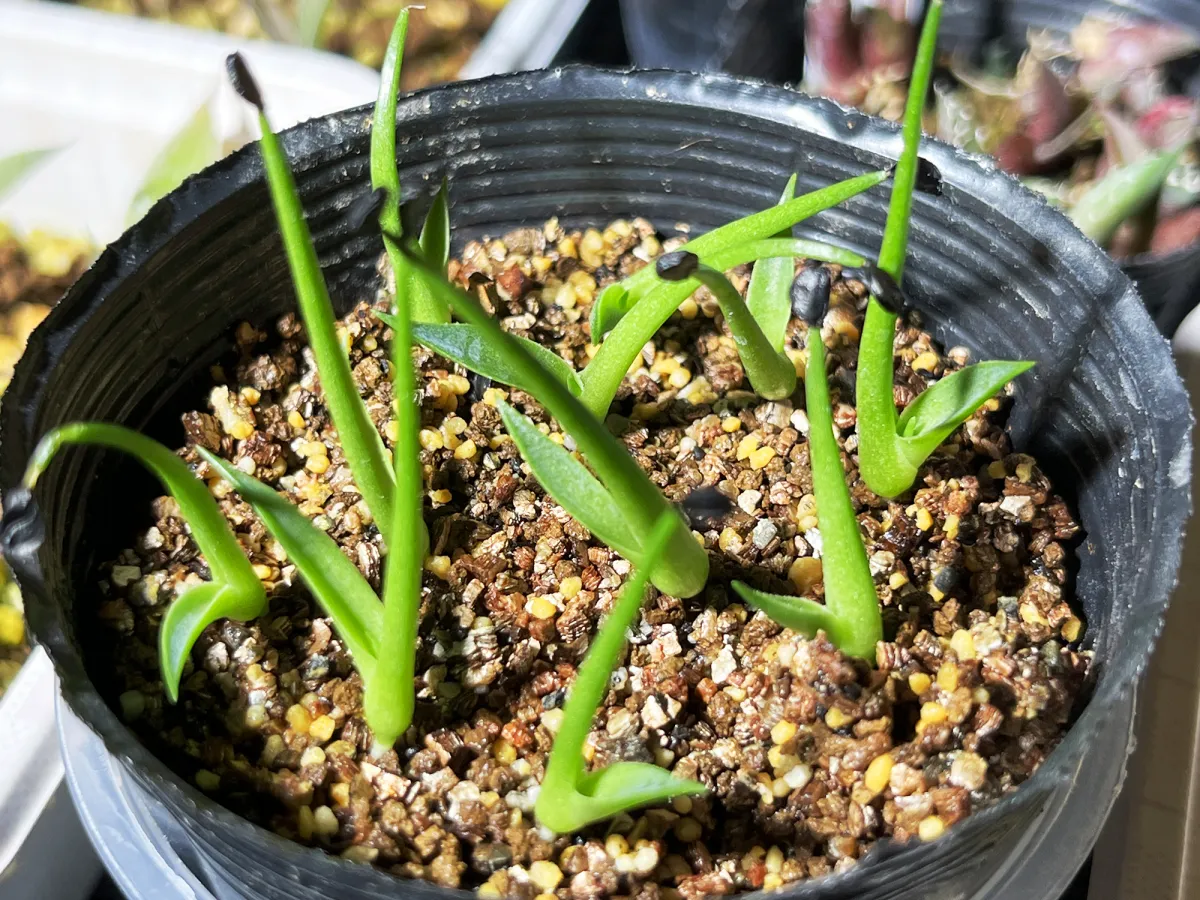 Agave utahensis var. eborispina Vegas (アガベ エボリスピナ ヴェガス)