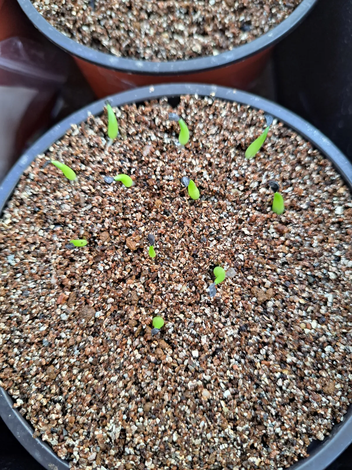 Agave victoriae-reginae var. compact (アガベ ビクトリアレジーナコンパクト)