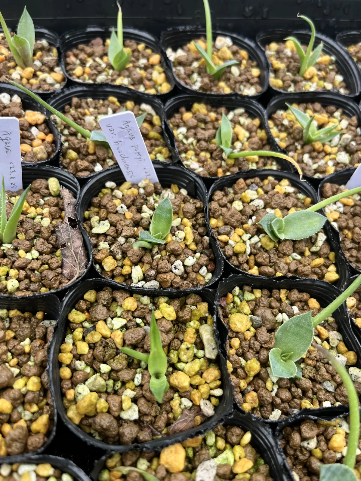 Agave parryi var. huachusensis (アガベ フアチュセンシス)