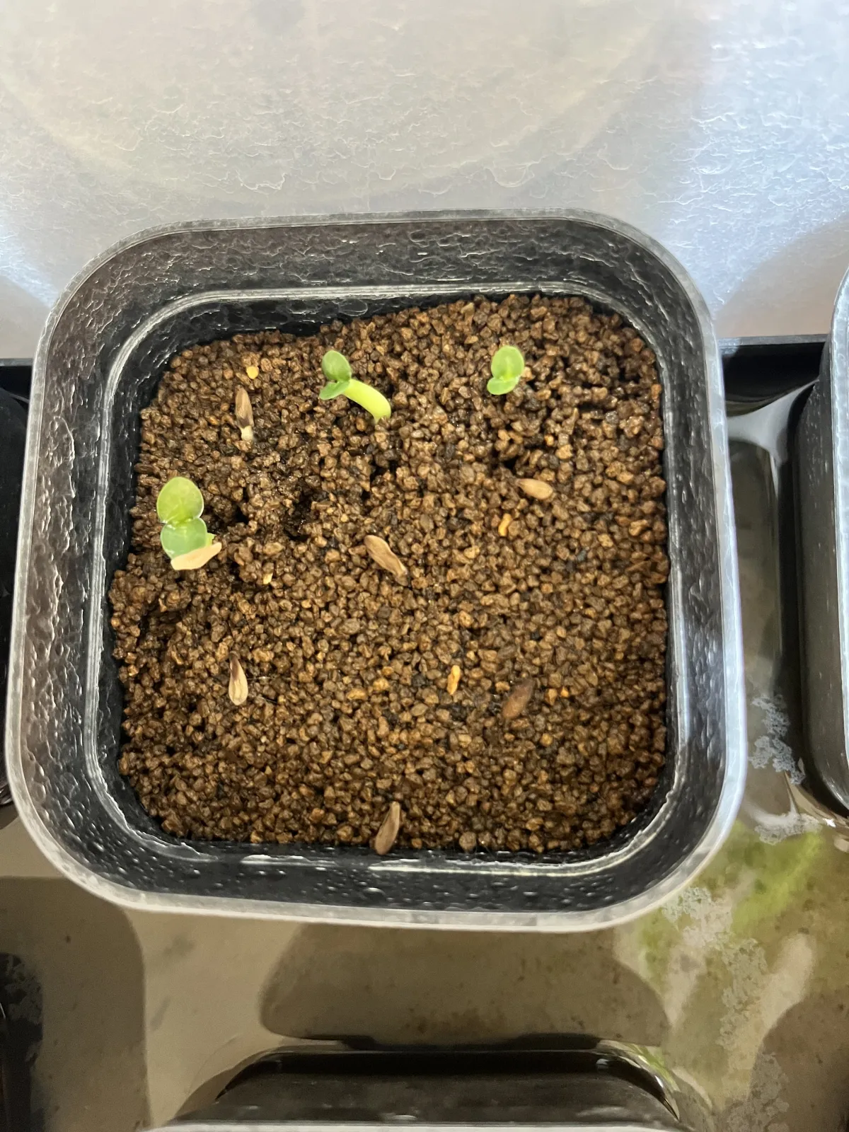 Pachypodium succulentum (パキポディウム サキュレンタム)