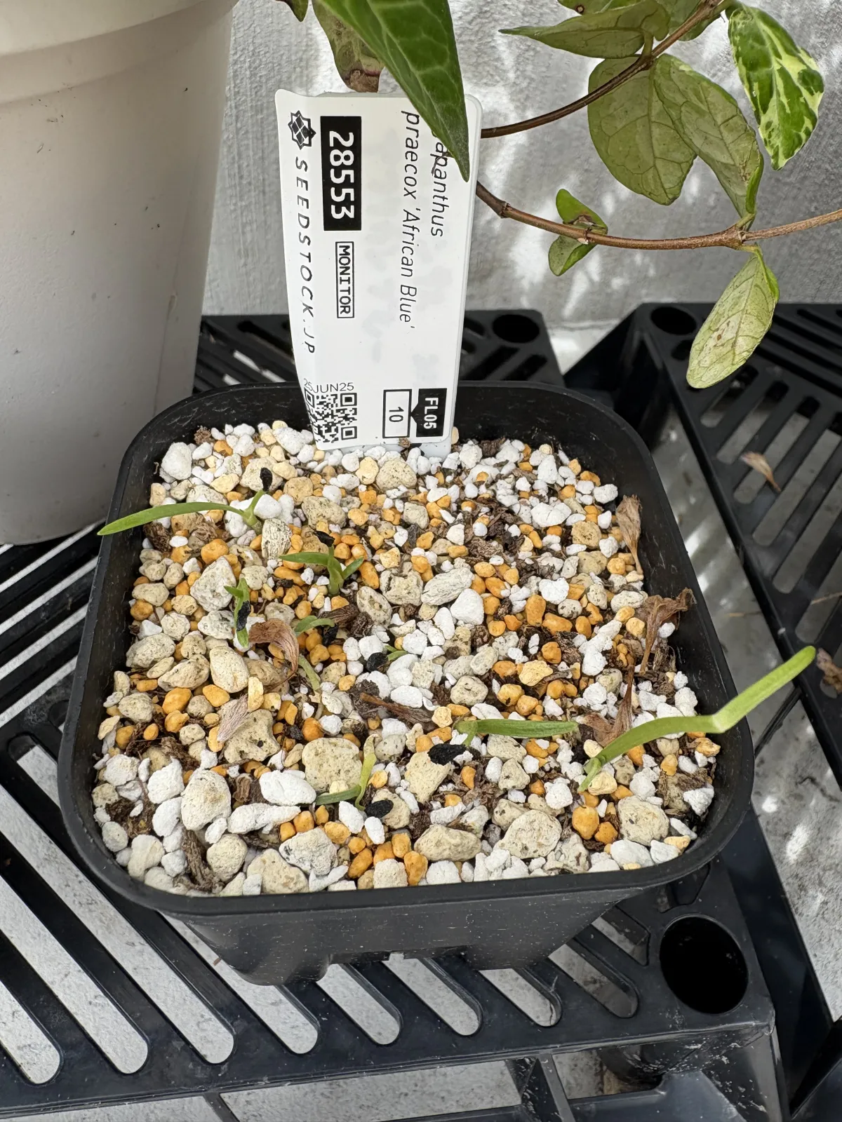 Agapanthus praecox (アガパンサス プラエコクス アフリカンブルー)