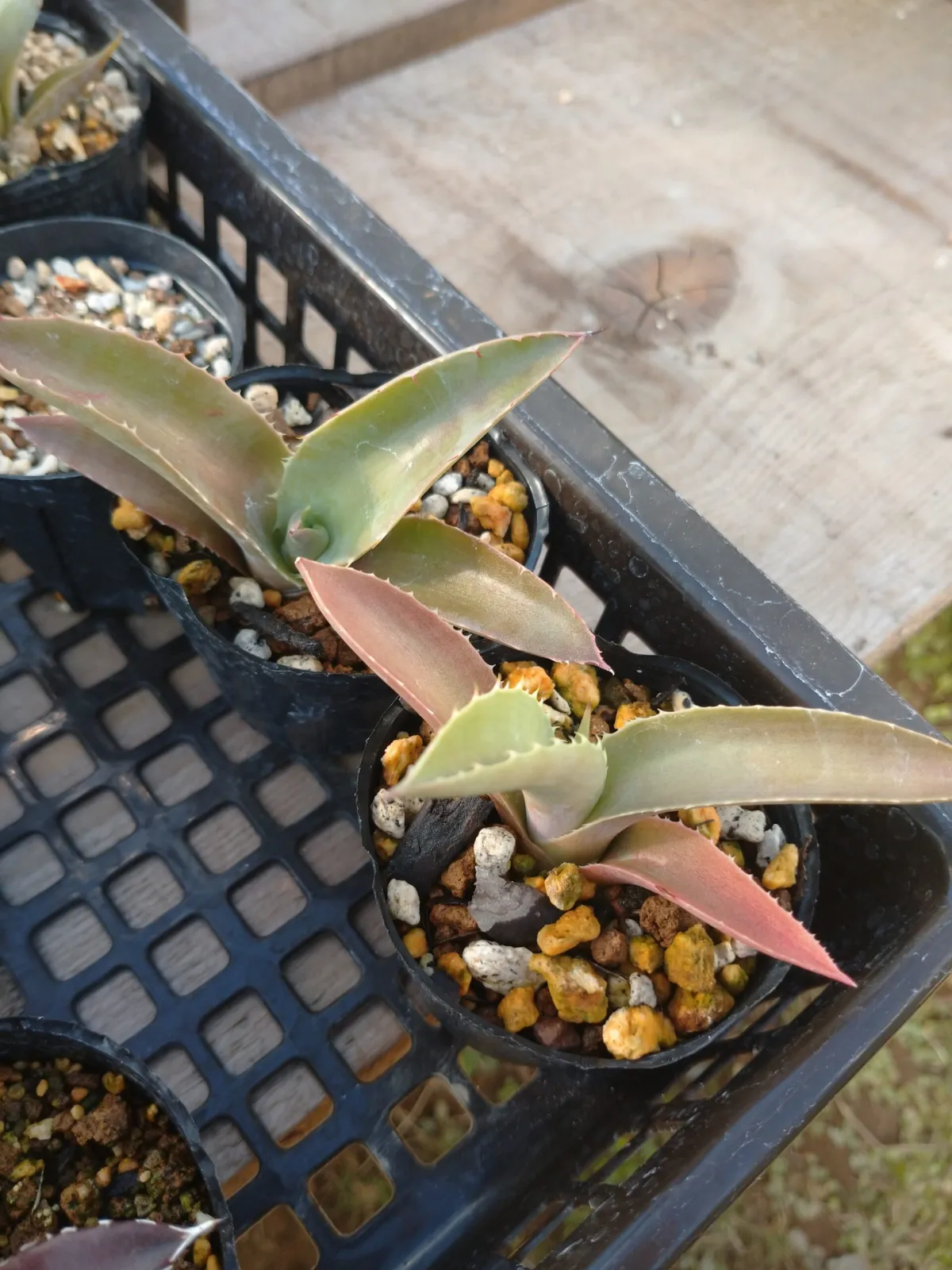 Agave macroacantha (アガベ マクロアカンサ)