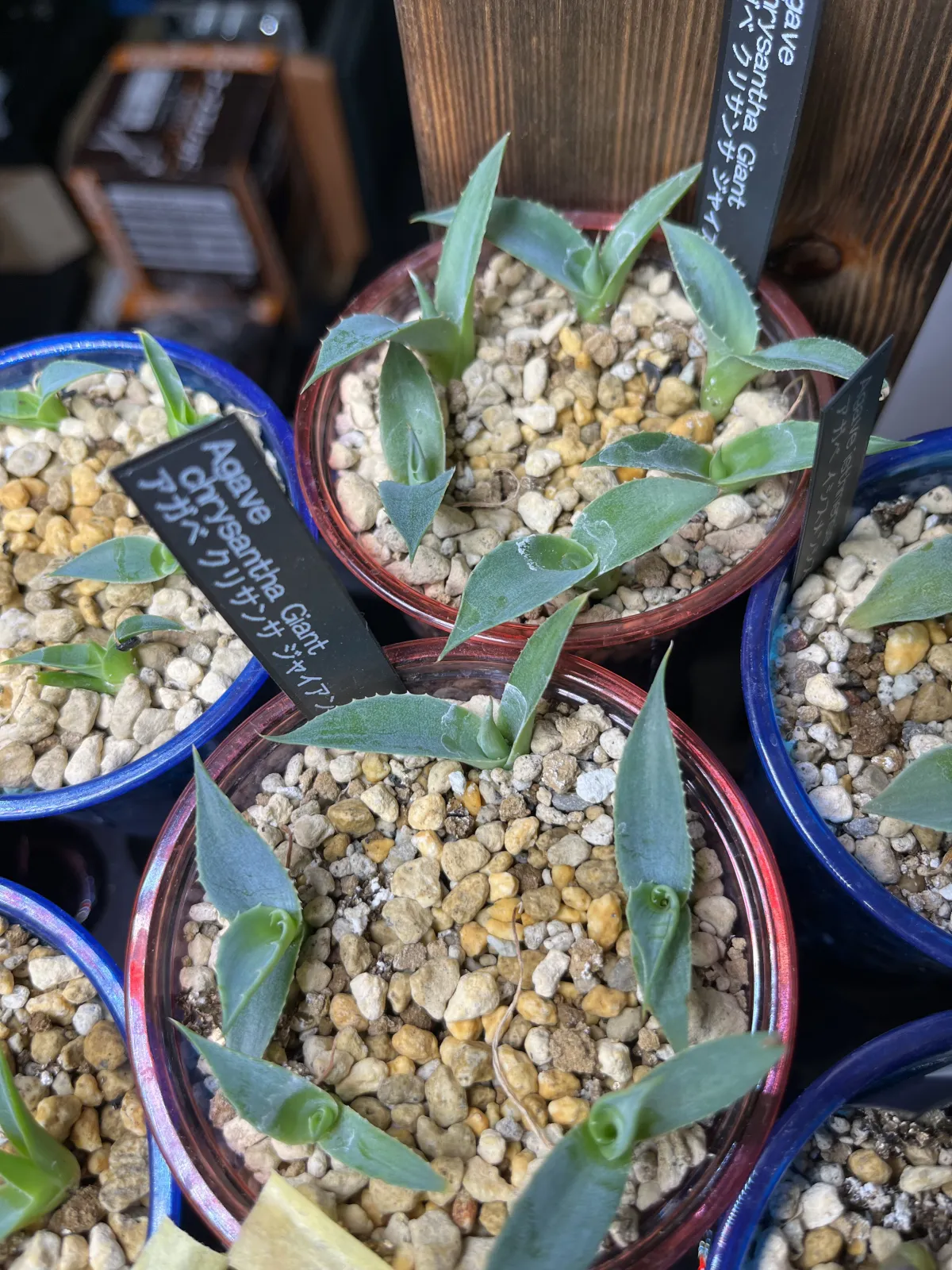 Agave chrysantha (アガベ クリサンサ ジャイアント)