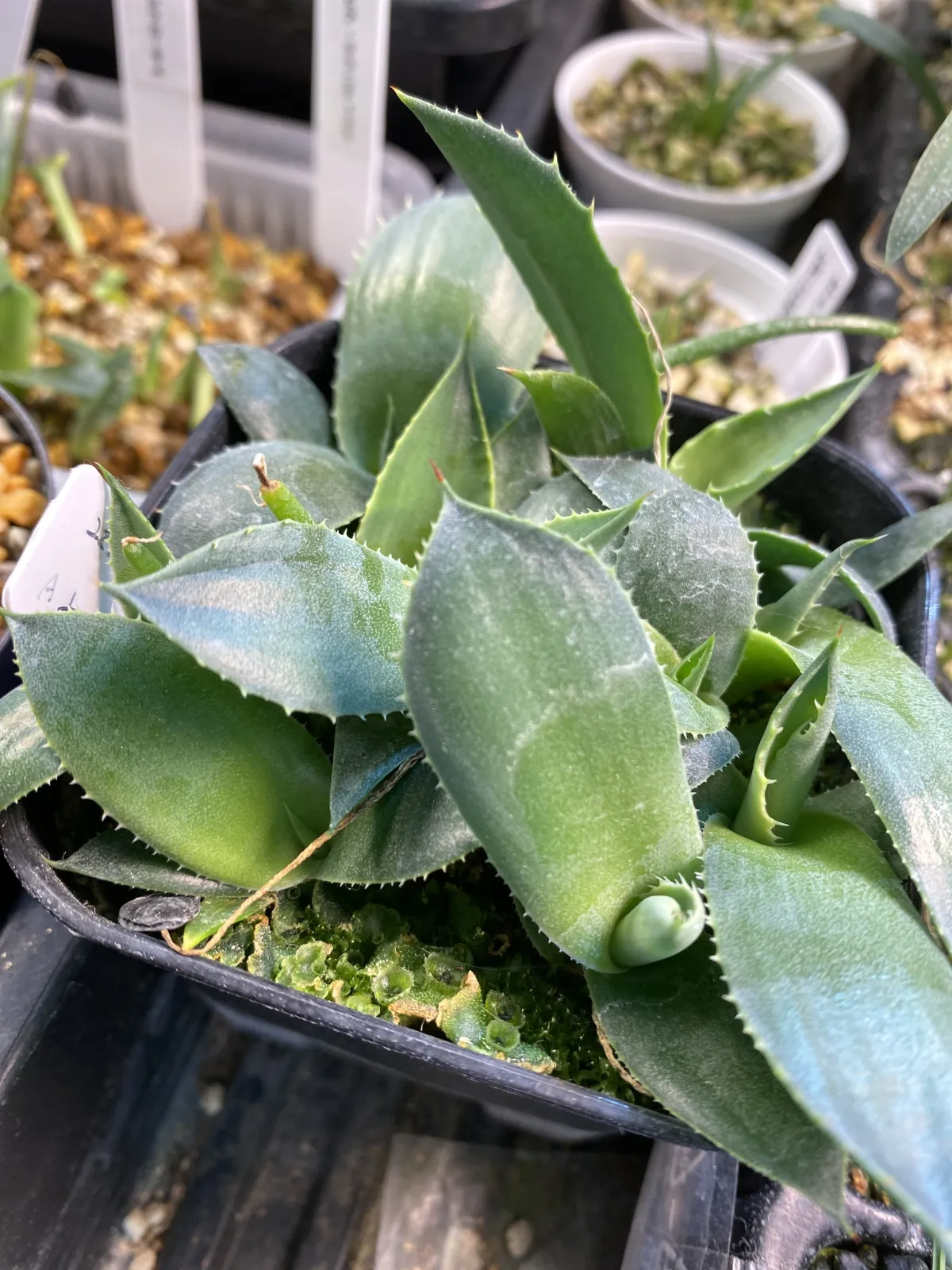 Agave parryi huachucensis Wakefield (アガベ パリー ウェイクフィールド)