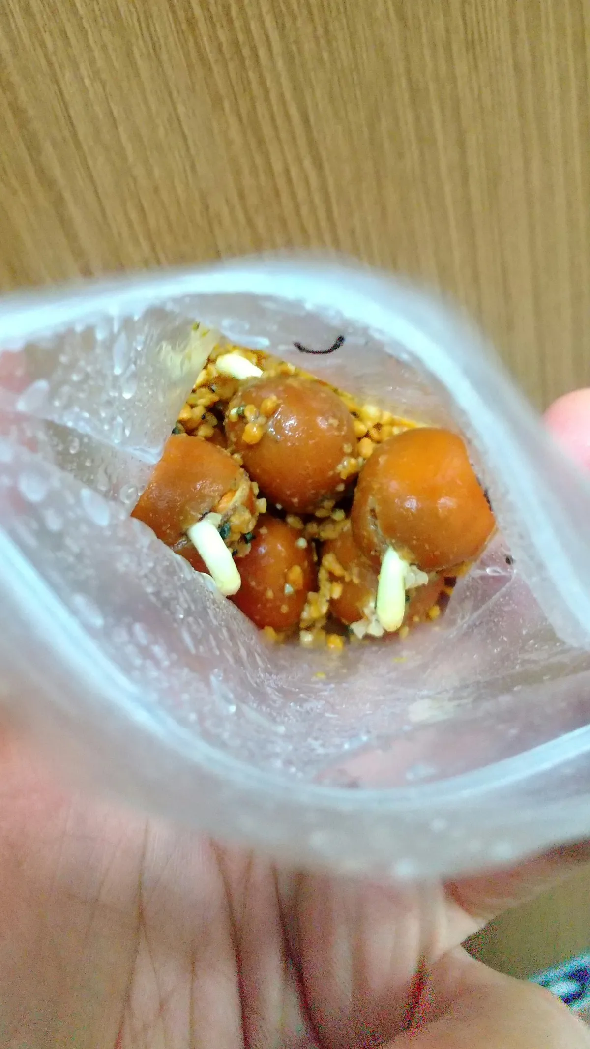 Dioon edule (ディオーン エデューレ)