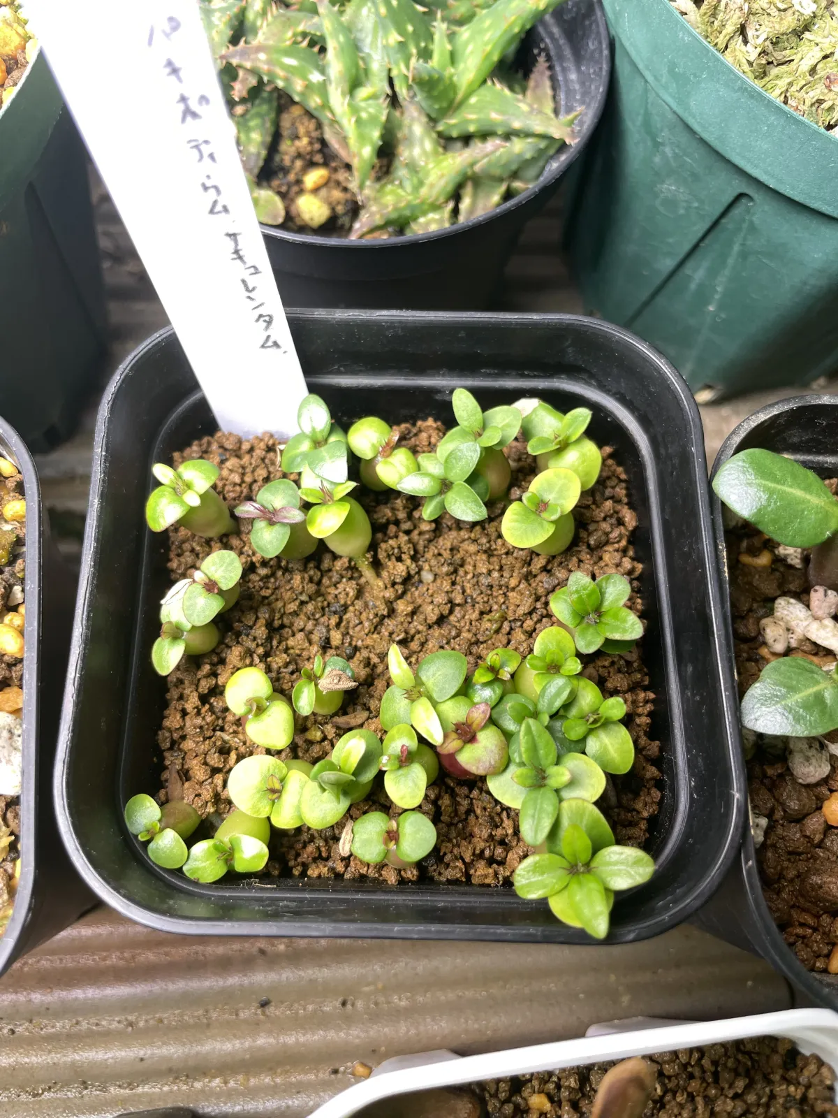 Pachypodium succulentum (パキポディウム サキュレンタム)
