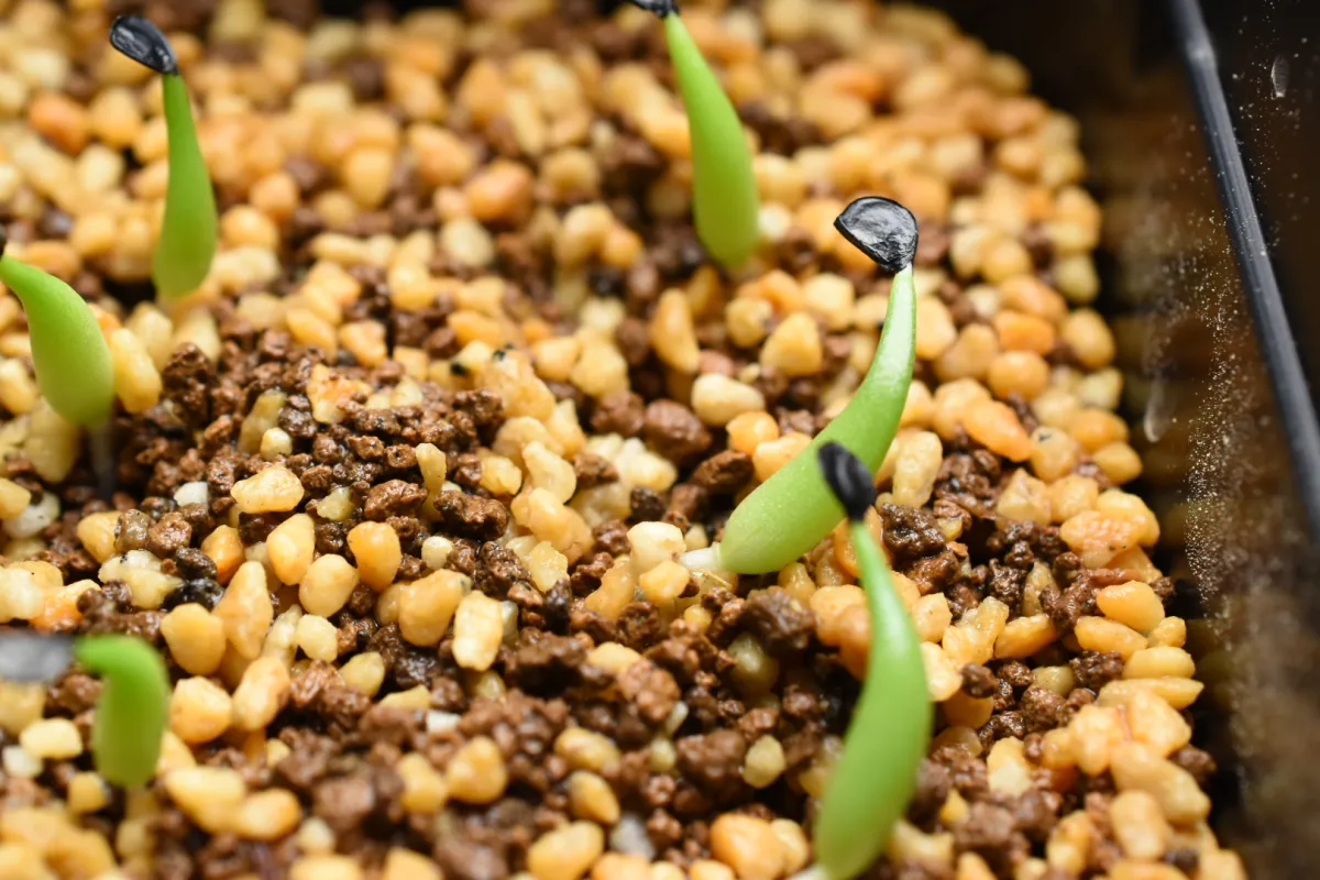 Agave victoriae-reginae ssp. swobodae (アガベ スワボダエ コンパクタ)