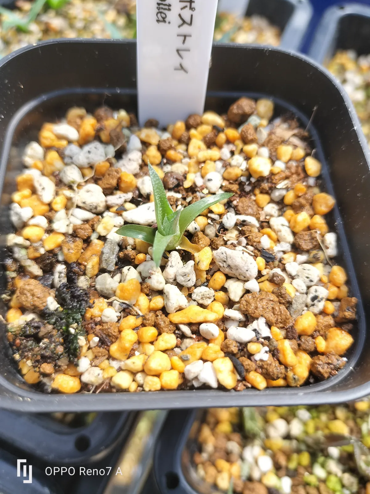 Dyckia marnier-lapostolii (ディッキア マルニエルラポストレイ)