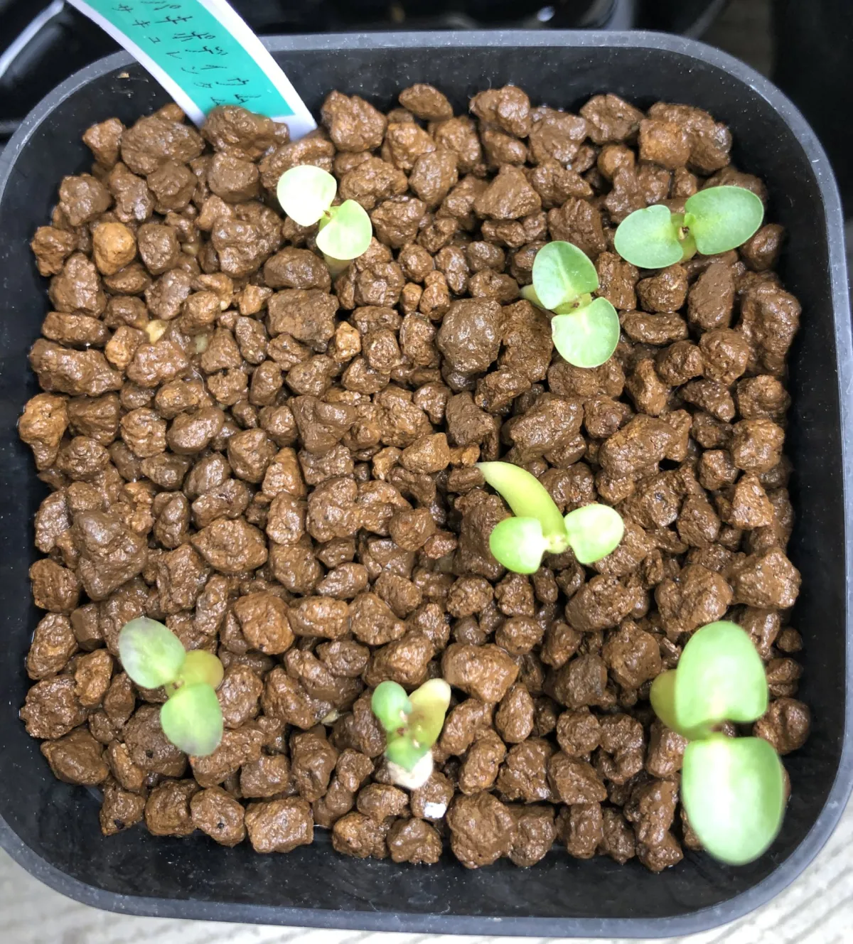 Pachypodium succulentum (パキポディウム サキュレンタム)
